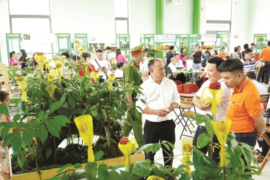 Hành trình mới của ngành công nghiệp dược liệu xứ Quảng