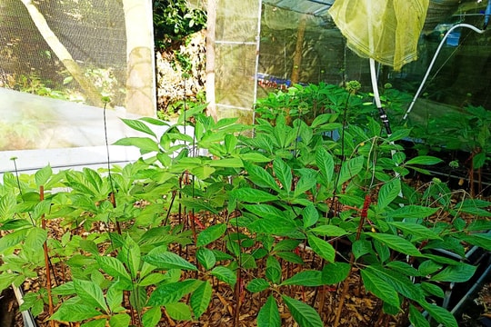 Nam Trà My có 20 hợp tác xã sản xuất, kinh doanh sâm Ngọc Linh và dược liệu