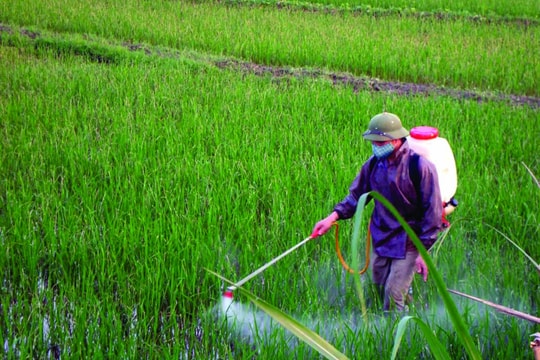 Giá phân bón ngày 12/5: Phân urê tăng mạnh