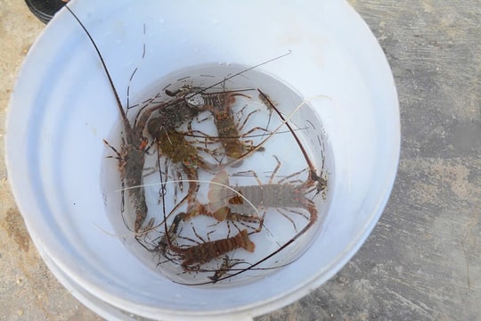 Ngư dân Quảng Nam nói "không" với đánh bắt tôm hùm mùa sinh sản