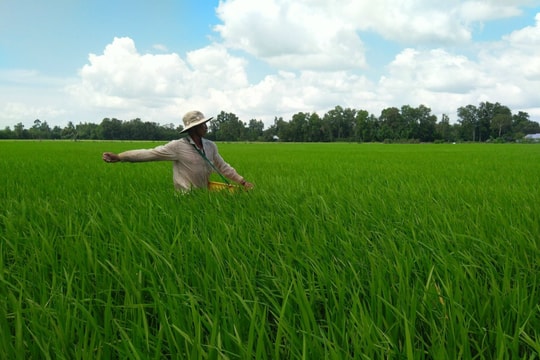 Giá phân bón ngày 14/5/2025: Phân Urê giảm, NPK tăng nhẹ