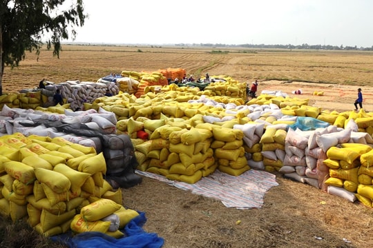 Giá lúa gạo hôm nay 14/5/2025: Giá cám tăng nhẹ