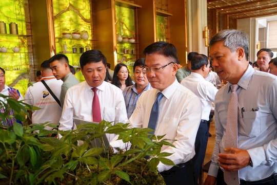 Tây Giang trồng thử nghiệm thành công hơn 1ha sâm Ngọc Linh