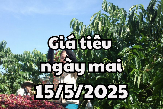 Tin tức, dự báo giá tiêu ngày mai 15/5/2025 tiếp tục chuỗi ngày đi ngang