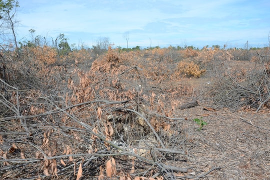 Áp lực xử lý thực bì tại các đai rừng