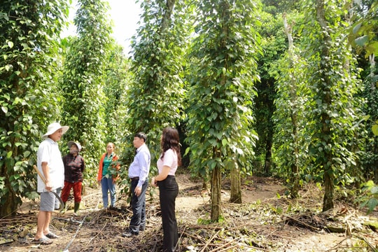 Người nghèo huyện Tiên Phước vươn lên từ vốn tín dụng chính sách