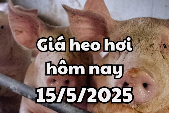 Giá heo hơi hôm nay 15/5/2025: Chững lại trên thị trường cả nước