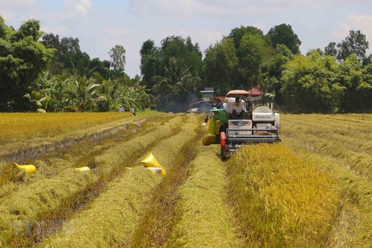 Giá lúa gạo hôm nay 15/5/2025: Giá gạo, giá cám tăng vọt