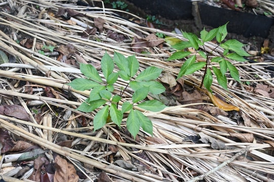 Hiểu thêm về "tri thức dân gian về sâm Ngọc Linh" ở Nam Trà My