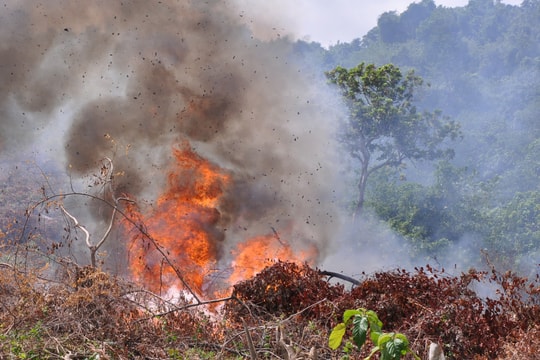Đà Nẵng tăng cường bảo vệ, phòng chống cháy rừng