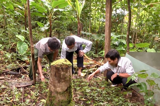 Lan tỏa mô hình “Chi bộ 4 tốt” ở Trà Linh