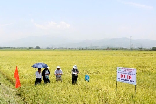 Năng suất lúa đông xuân của Đại Lộc đạt 65,9 tạ/ha