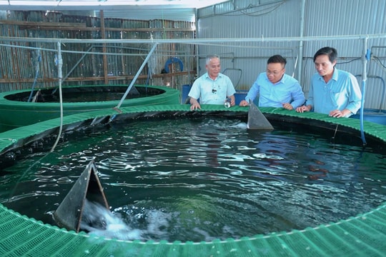 Hiệu quả từ mô hình nuôi cá chình bông kết hợp trồng rau thủy canh