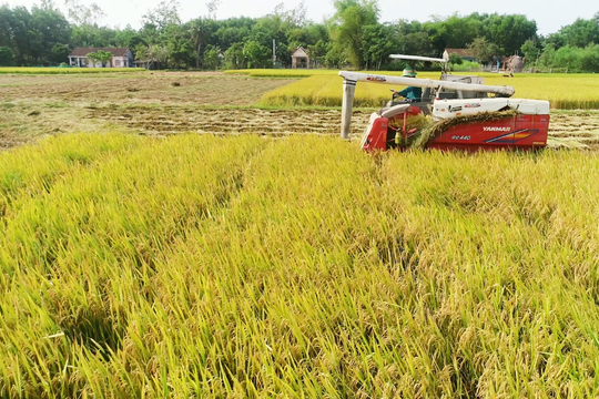 Năng suất lúa đông xuân ở Thăng Bình đạt hơn 58,6 tạ/ha