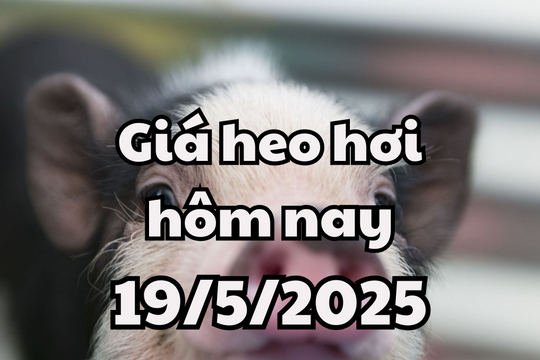 Giá heo hơi hôm nay 19/5/2025: Xuất hiện ổ dịch tả heo châu Phi