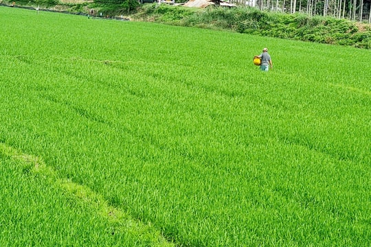 Đại Lộc bố trí sản xuất 4.200ha lúa trong vụ hè thu 2025