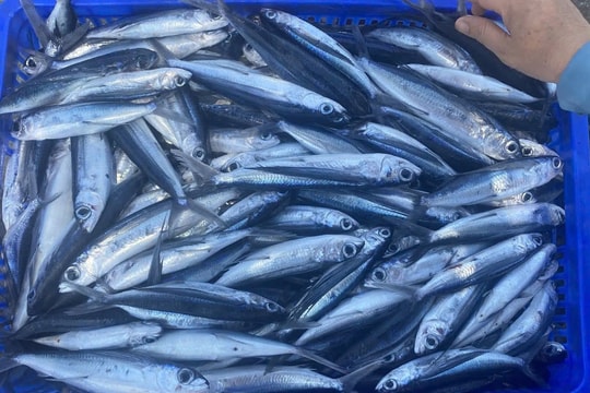 Ngư dân Tam Hải đánh bắt cá chuồn thu tiền triệu mỗi ngày