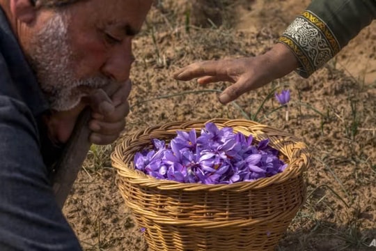 Nông dân Kashmir ứng phó biến đổi khí hậu