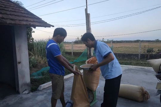 Nông dân Thăng Bình chủ động giống lúa gieo sạ vụ mới