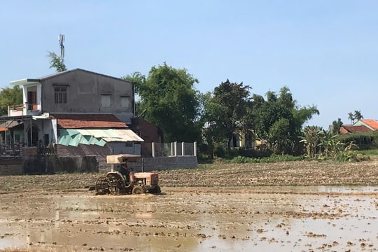 Quảng Nam triển khai gieo sạ trà 1 vụ lúa hè thu 2025