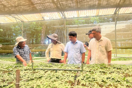 Bí thư Tỉnh ủy Lương Nguyễn Minh Triết kiểm tra thực tế vùng trồng sâm Ngọc Linh