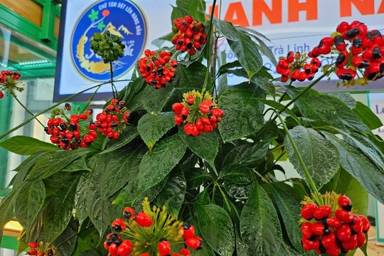 'Tri thức dân gian về sâm Ngọc Linh' là Di sản Văn hóa phi vật thể quốc gia