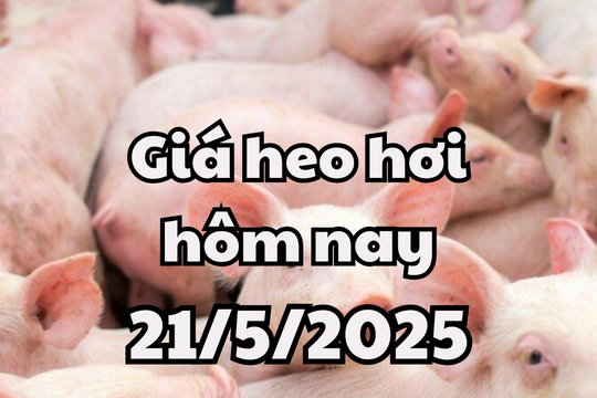 Giá heo hơi hôm nay 21/5/2025: Cả nước đi ngang, có trang trại bị phạt 65 triệu đồng