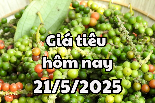 Giá tiêu hôm nay 21/5/2025: Hồ tiêu Việt Nam đối mặt với áp lực từ Indonesia và Brazil