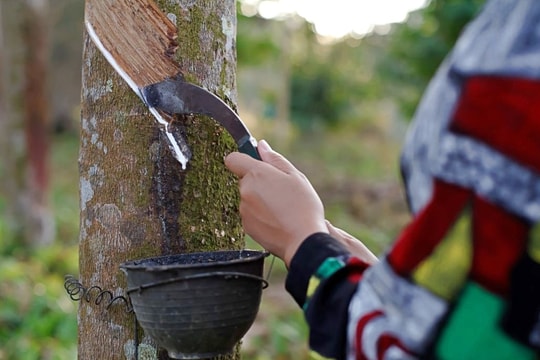 Giá cao su hôm nay 21/5/2025: Tăng giá trở lại nhờ thị trường ô tô Trung Quốc khởi sắc