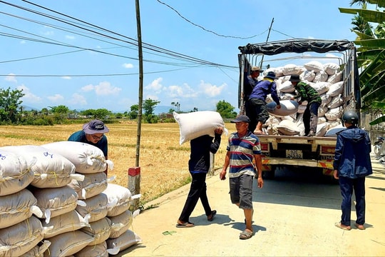 Nông dân Quảng Nam cải thiện thu nhập từ liên kết sản xuất lúa giống