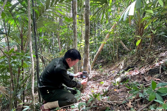 Giữ “nhà” cho động vật rừng