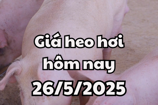 Giá heo hơi hôm nay 26/5/2025: Tiếp tục chuỗi ngày đi ngang, Long An vươn tầm quốc tế