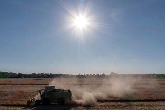 Hạn hán khốc liệt, nông dân Bắc Âu lo thiệt hại