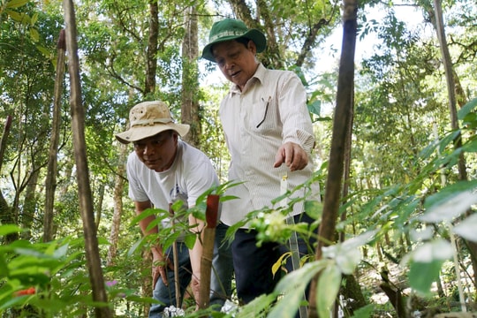 Quảng Nam hiện có 1.500ha trồng sâm Ngọc Linh