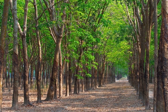Giá cao su hôm nay 27/5/2025: Ngành công nghiệp lốp xe mở rộng quy mô ra nền tảng hỗ trợ cao su trong dài hạn