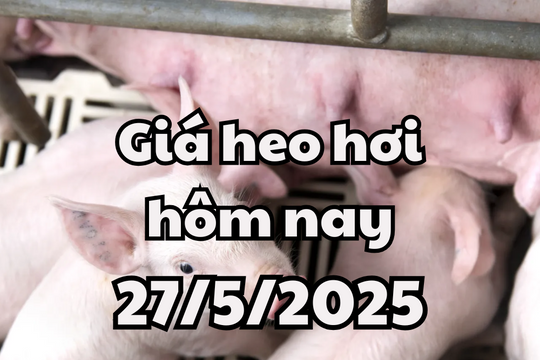 Giá heo hơi hôm nay 27/5/2025: Miền Bắc phục hồi trở lại, miền Nam lập nên đỉnh mới, dịch tả lại xuất hiện