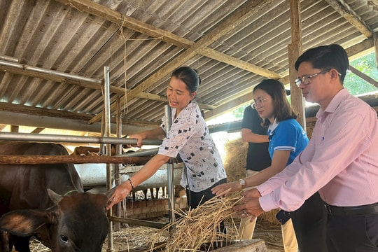 Phước Sơn giảm nghèo bền vững nhờ mô hình liên kết