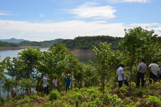 Quảng Nam hồi sinh rừng từ cây bản địa