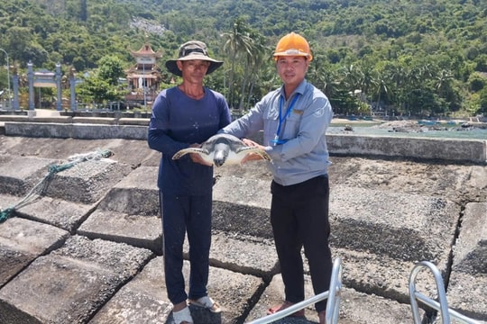 Releasing a 10kg sea turtle at the Cham Islands