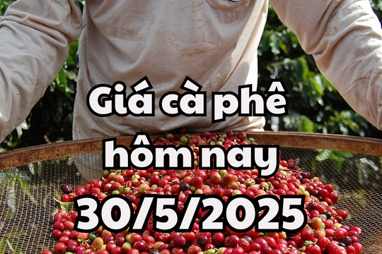 Giá cà phê hôm nay 30/05/2025 Việt Nam vẫn là nước xuất khẩu cà phê hàng đầu thế giới