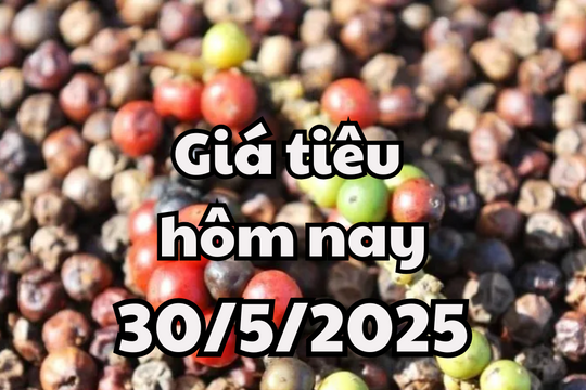 Giá tiêu hôm nay 30/5/2025 giảm nhẹ tạm nghỉ đợi mùa lễ hội