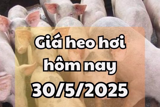 Giá heo hơi hôm nay 30/5/2025: Miền Bắc và miền Nam tăng nhẹ