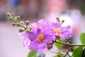 Với hoa bằng lăng