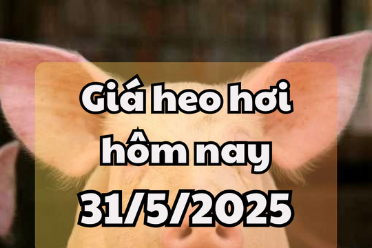 Giá heo hơi hôm nay 31/5/2025: Diễn biến phức tạp của dịch tả lợn