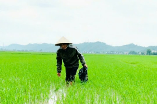 Quảng Nam xuống giống hơn 17.000ha lúa hè thu