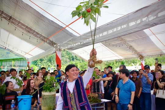 Sâm Ngọc Linh - kết nối giá trị Việt