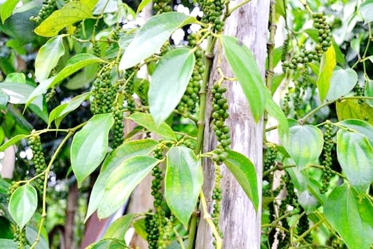 Sản xuất giống và mô hình trồng tiêu Tiên Phước bền vững