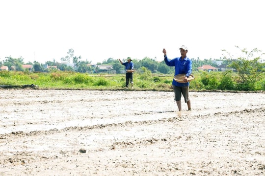 Nông dân Quế Sơn sản xuất 4.546ha cây lương thực có hạt trong vụ hè thu 2025