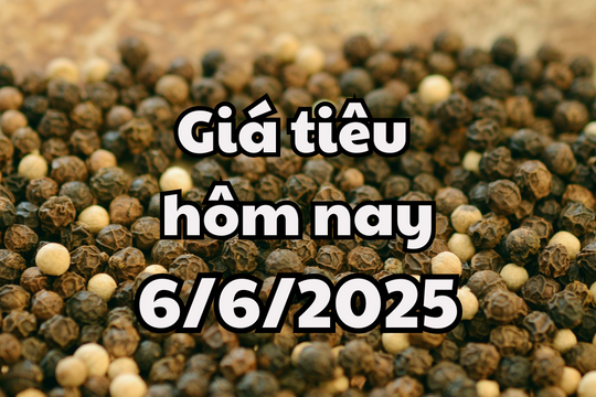 Giá tiêu hôm nay 6/6/2025 đáy mới xuất hiện, giảm mạnh 2.000 đồng/kg