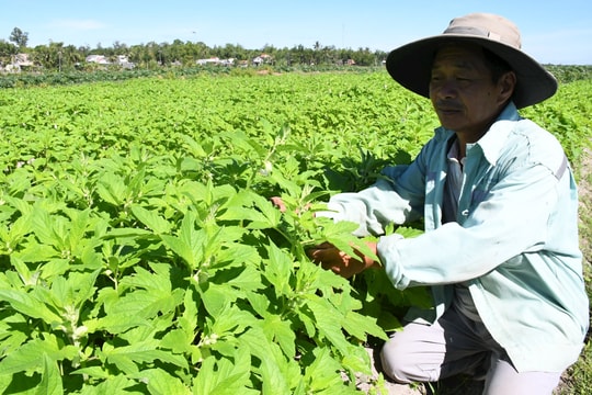 Hỗ trợ nông dân Núi Thành sản xuất mè đen theo chuỗi